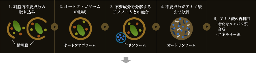 オートファジーの仕組み図